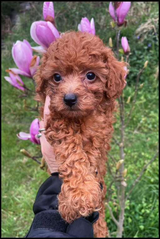 Pudel Toy red śliczny pudelek - 2