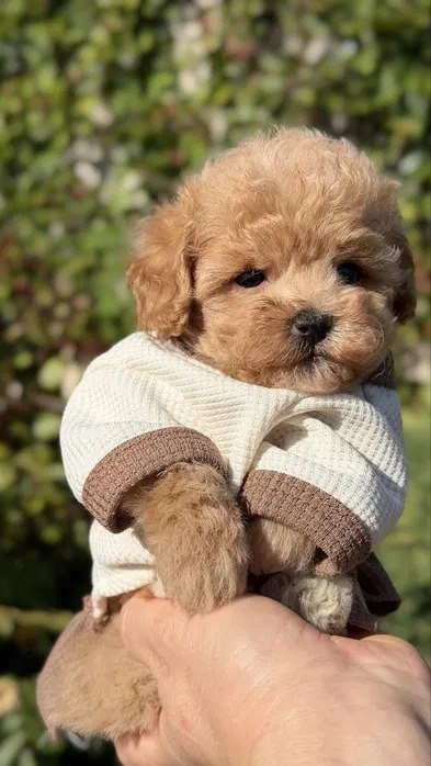 Wspaniałe szczenięta rasy Maltipoo.
- 2