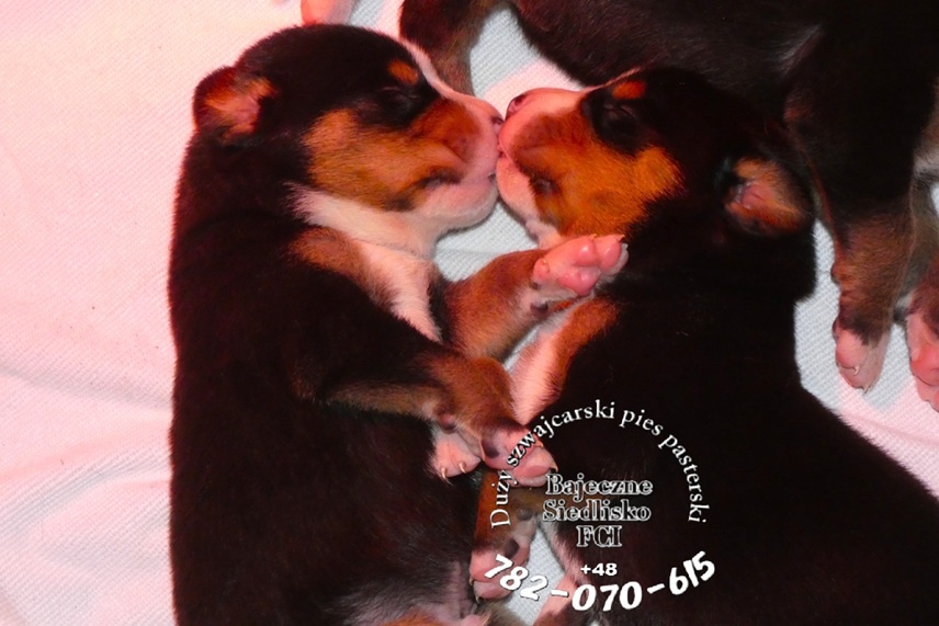 mamy Duży Szwajcarski Pies Pasterski szczeniak szczeniaki - 2