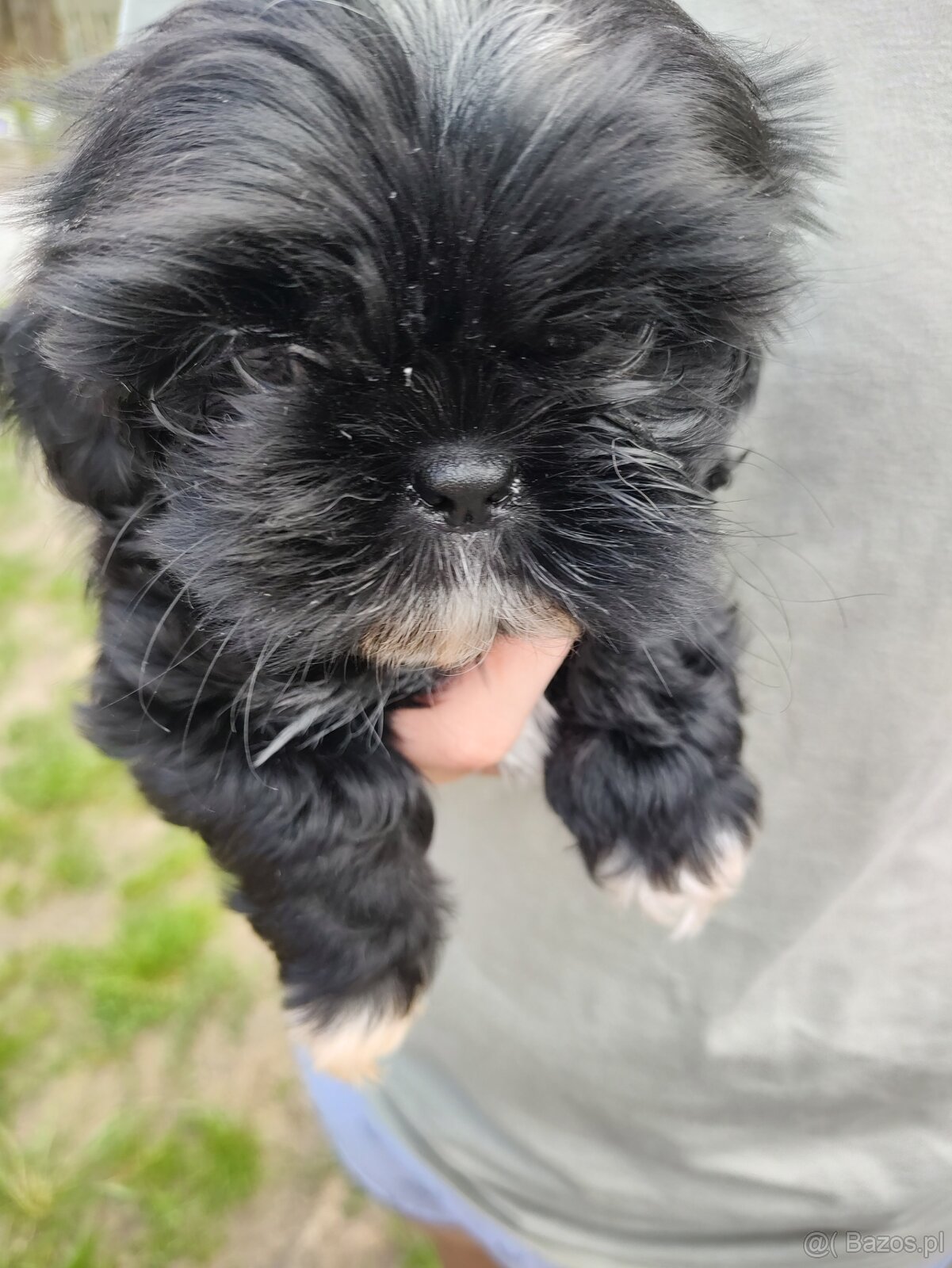 Suczka Shih-tzu - 2