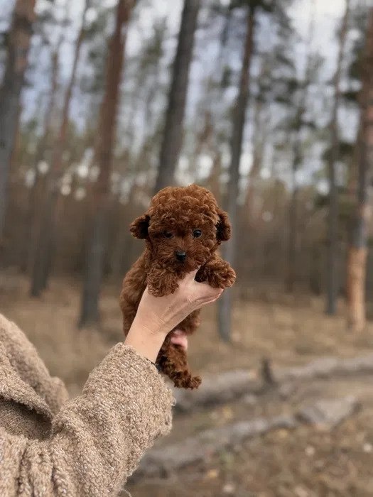 Szczeniak rasy maltipoo - 2