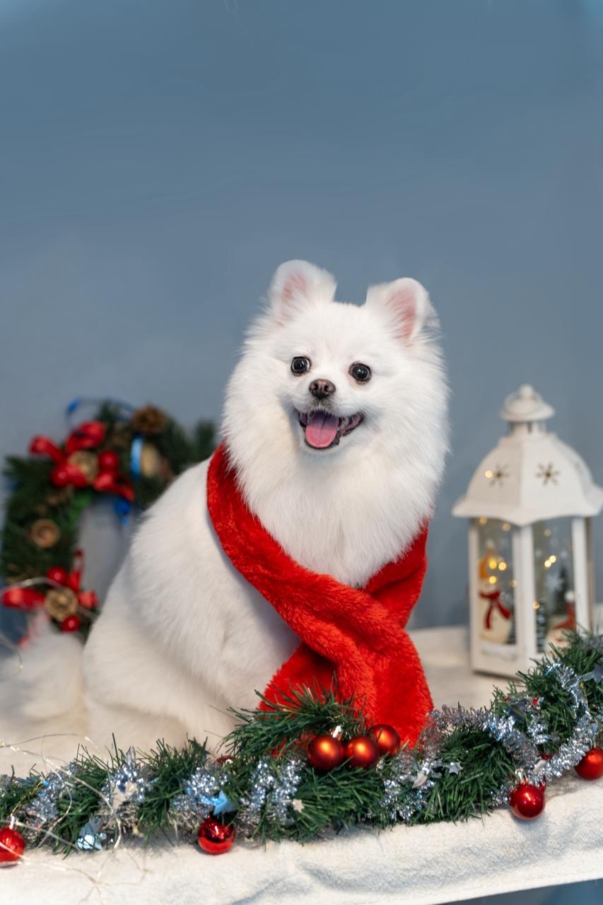 Sprzedam 2,5 letnią suczkę szpica miniaturowego, która nigdy - 2