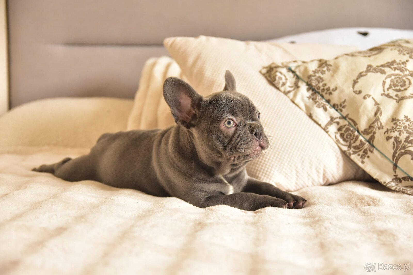 Buldog francuski sunia lilac - 2