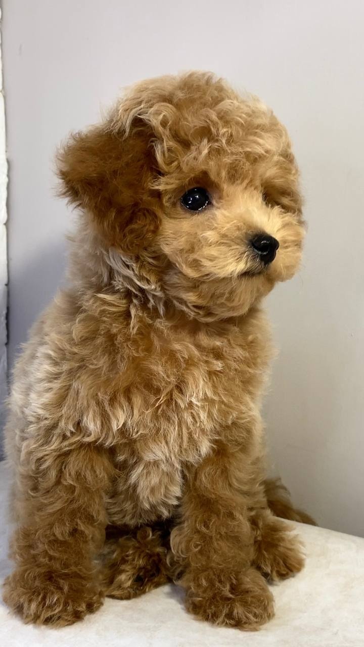 Najsłodsze szczenięta rasy Maltipoo
- 2