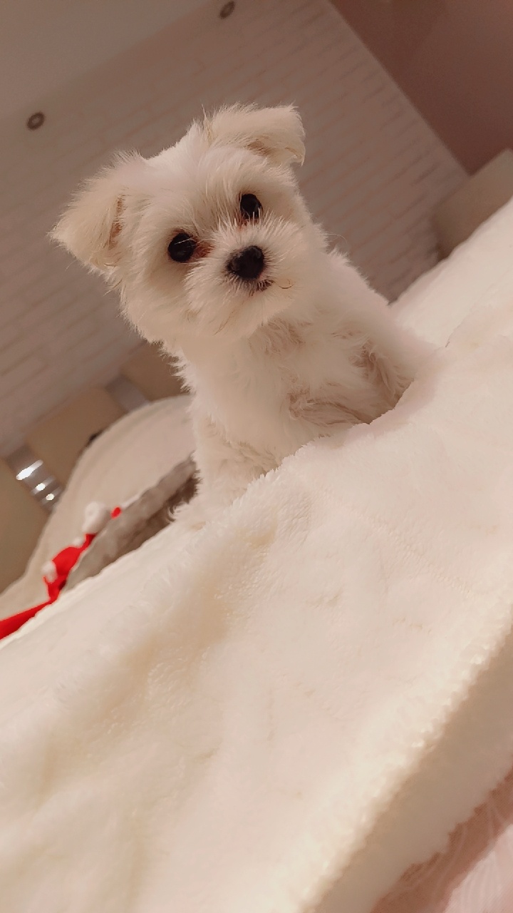 Maltańczyk szczeniak - 2