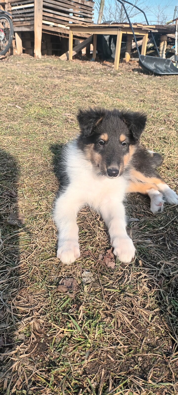 Szczeniaki owczarek szkocki - 2