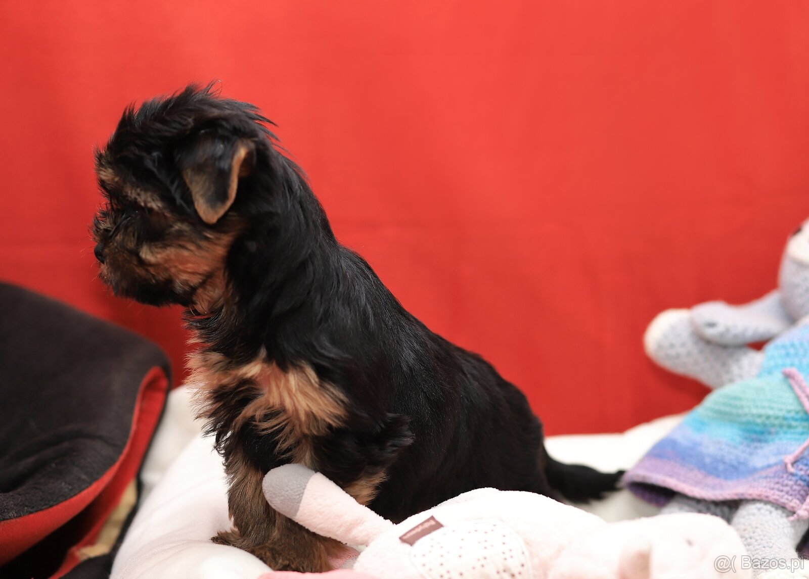 Alutka sunia Yorkshire Terrier - 2