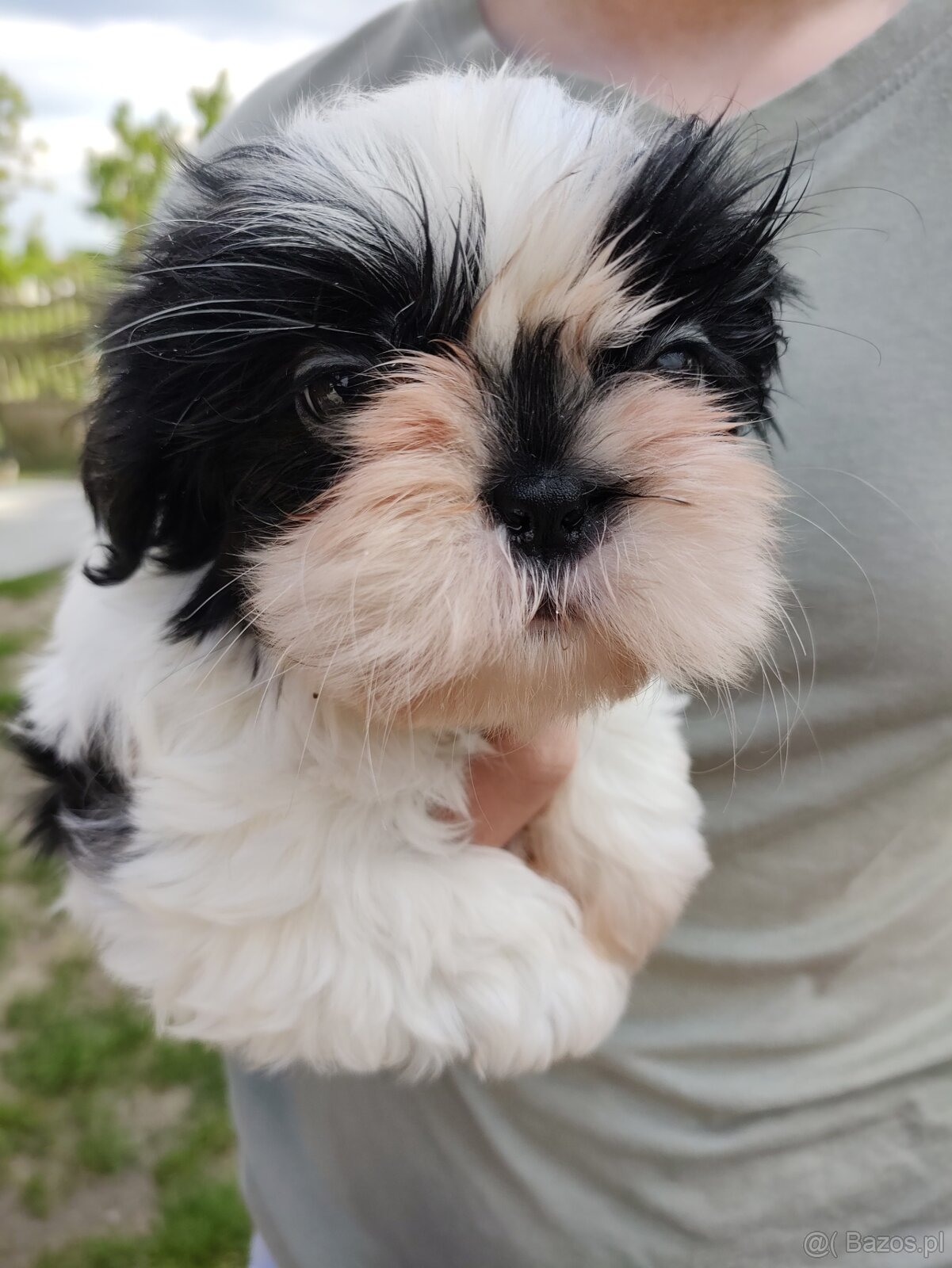 Suczka Shih-tzu - 2