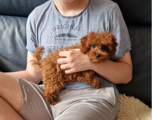 Pudel Toy red piękna ruda suczka Deebie - 2