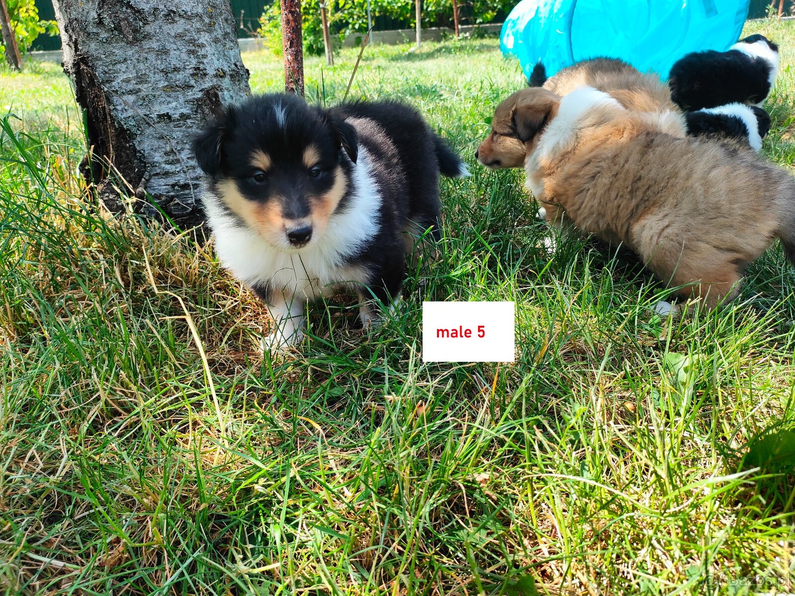 Owczarek szkocki collie FCI - szczeniak - 2