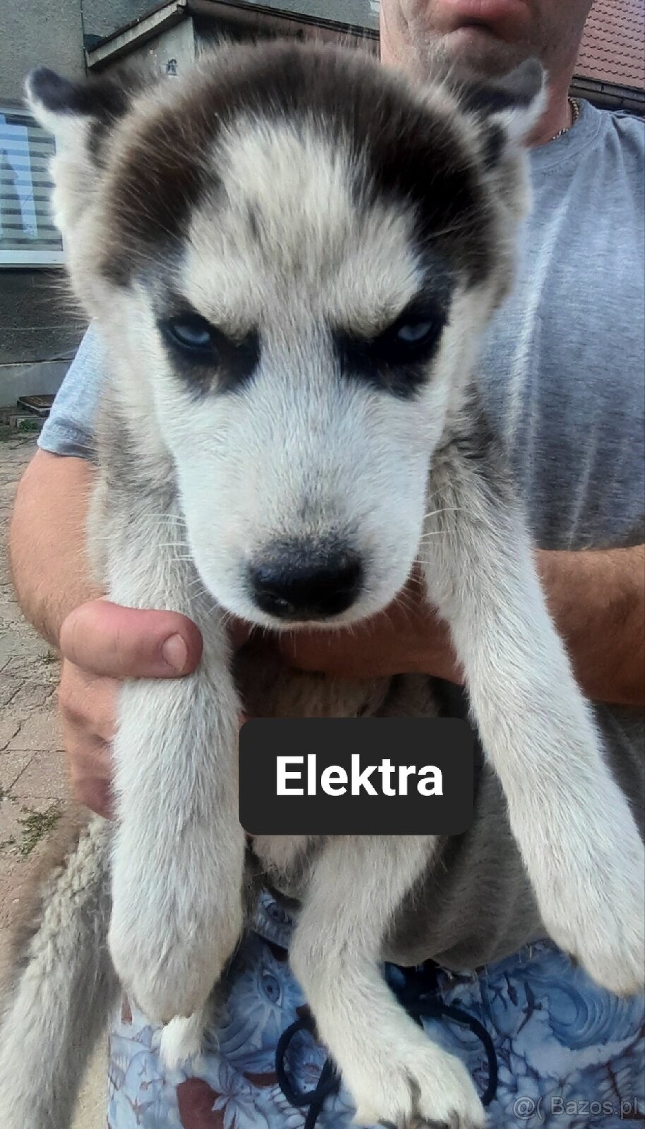 Syberiany husky - 2
