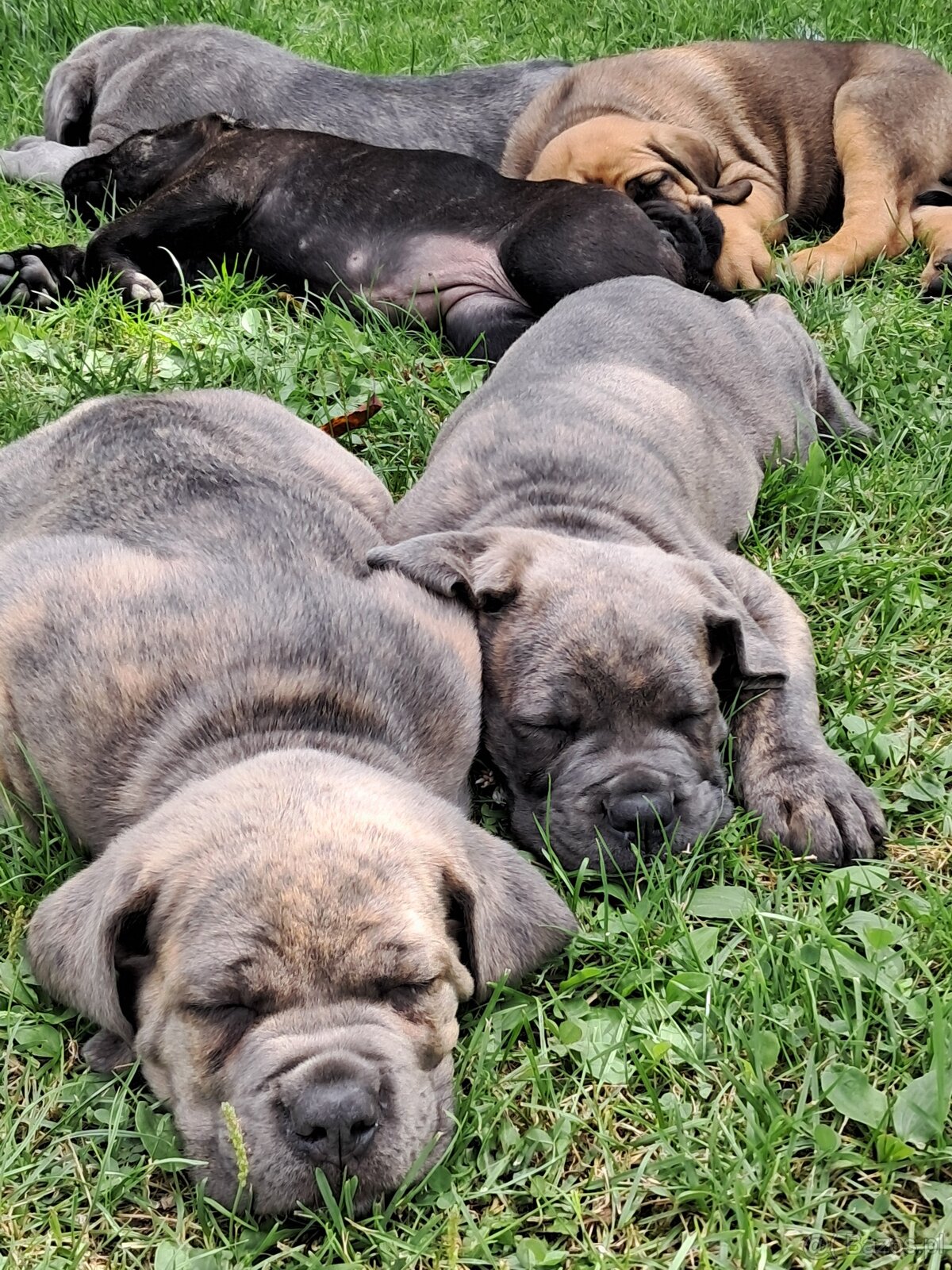 Urocze Cane Corso - 2