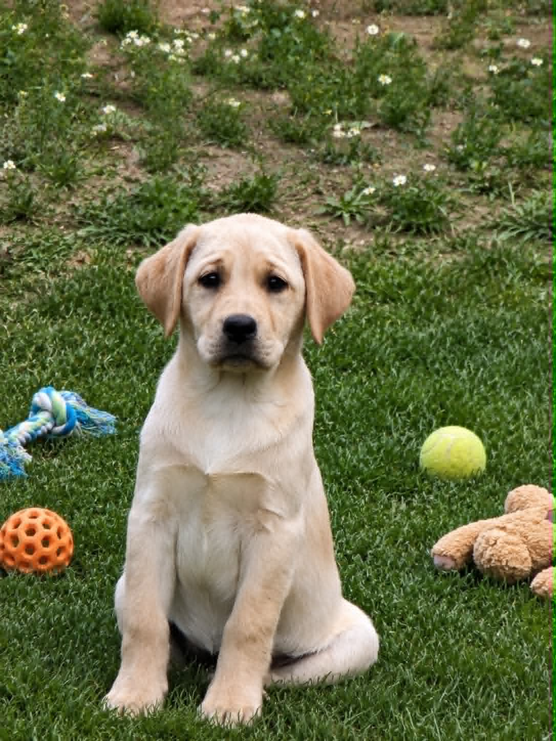 Labrador Retriver - 2