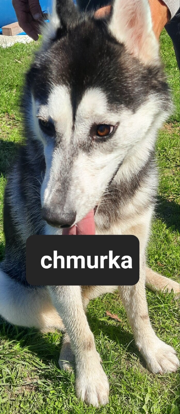 Suczki syberiany husky - 2