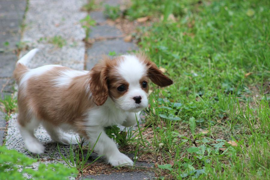 Cavalier King Charles Spaniel-szczeniaczek ZKwP - 2