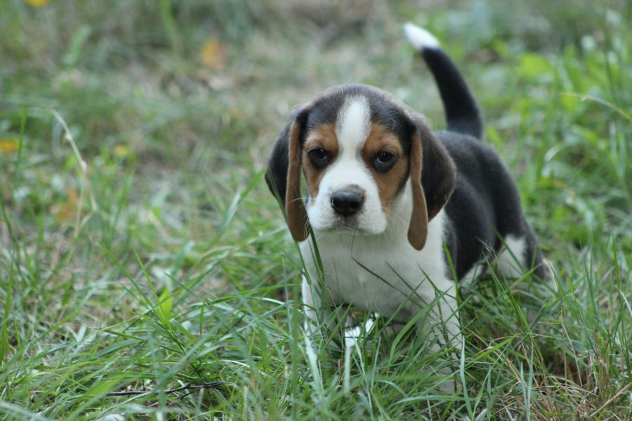 Piesek Beagle ZKwP (FCI) po Championie - 2