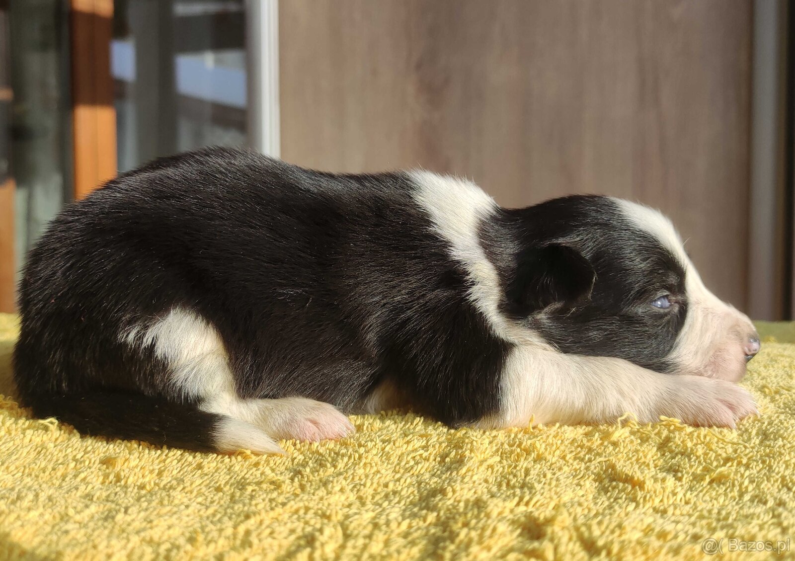 Szczeniak BORDER COLLIE z prof. Hodowli, Pies z pełną dok. - 2