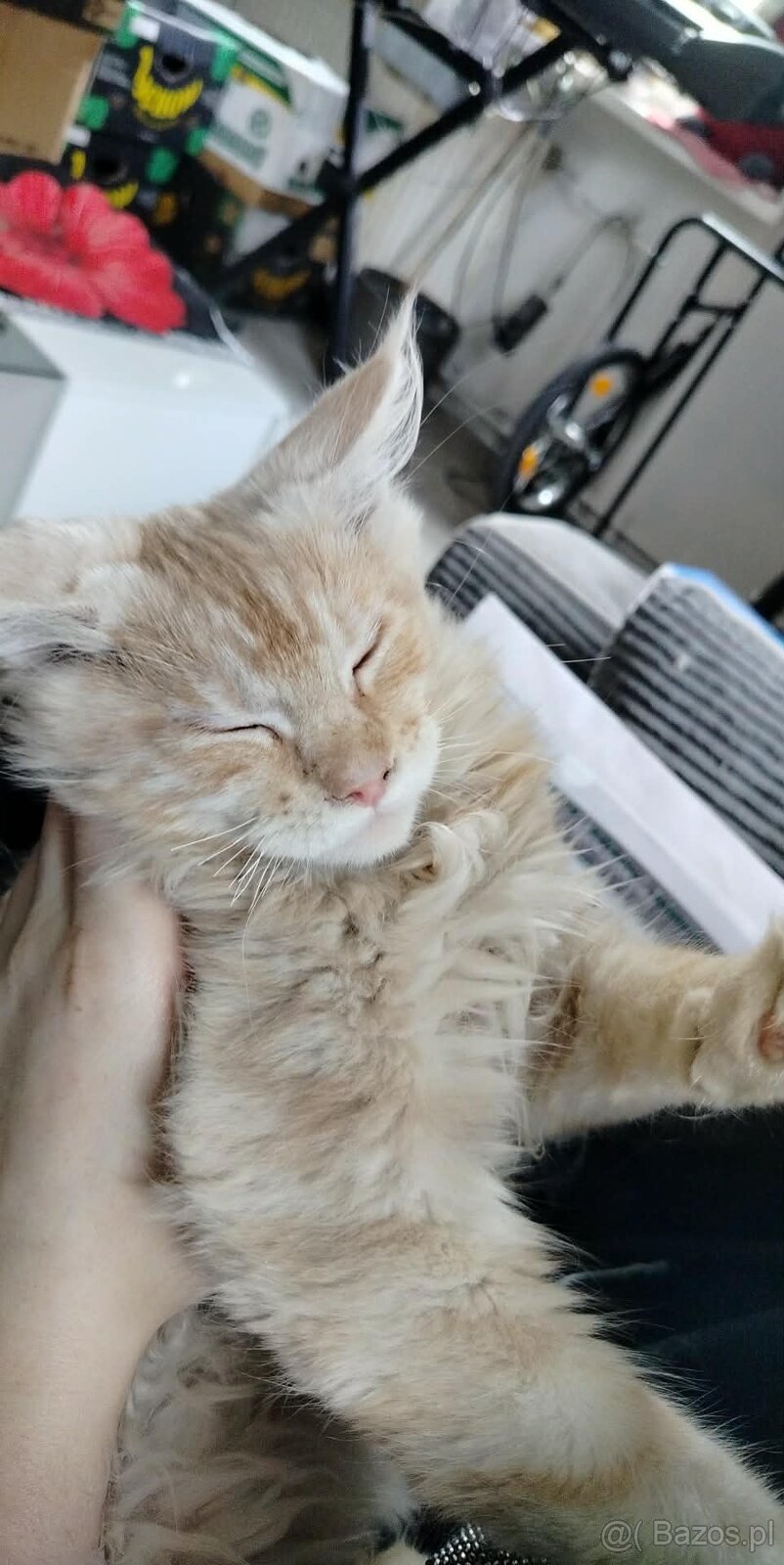 Maine Coon kocięta - 2