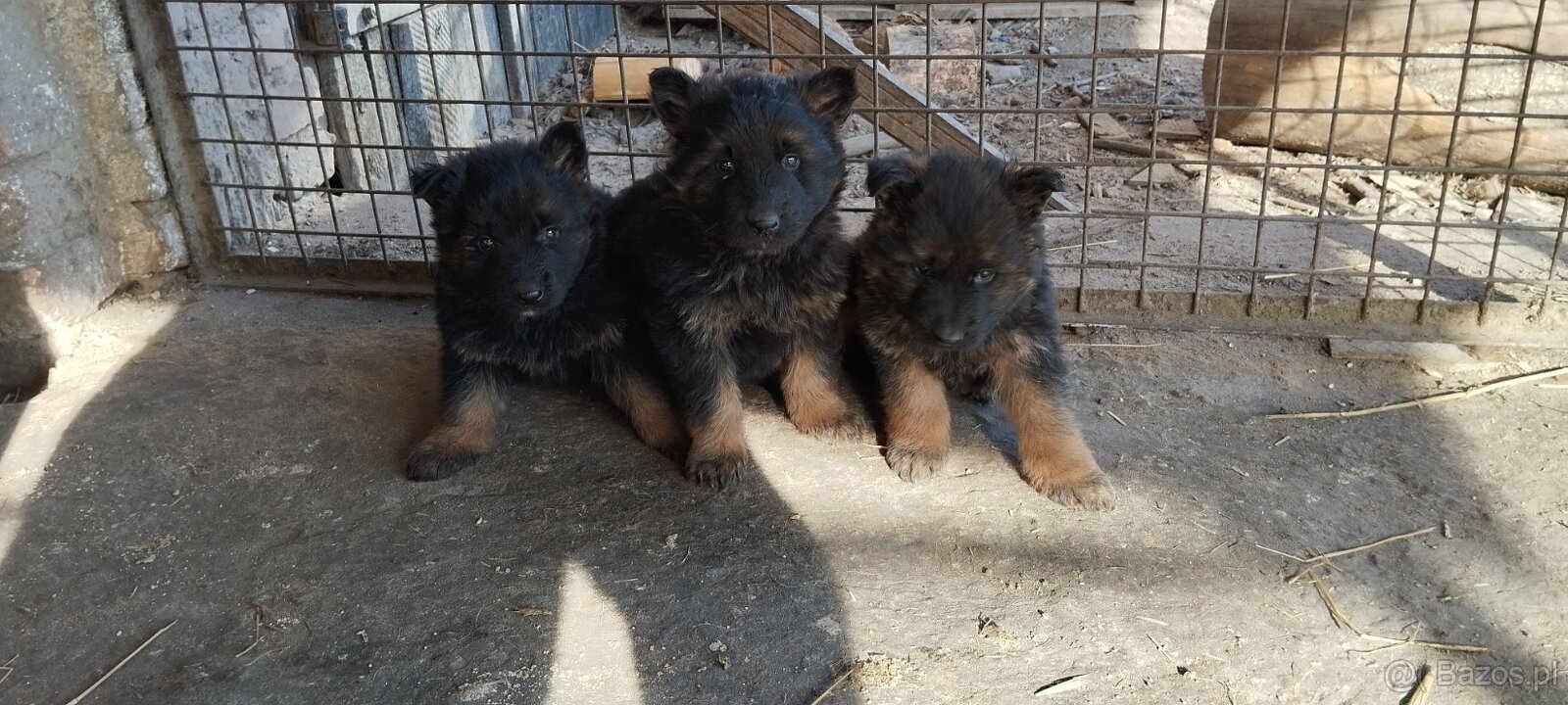 Sprzedam owczarki niemieckie szczeniaki długowłose - 2