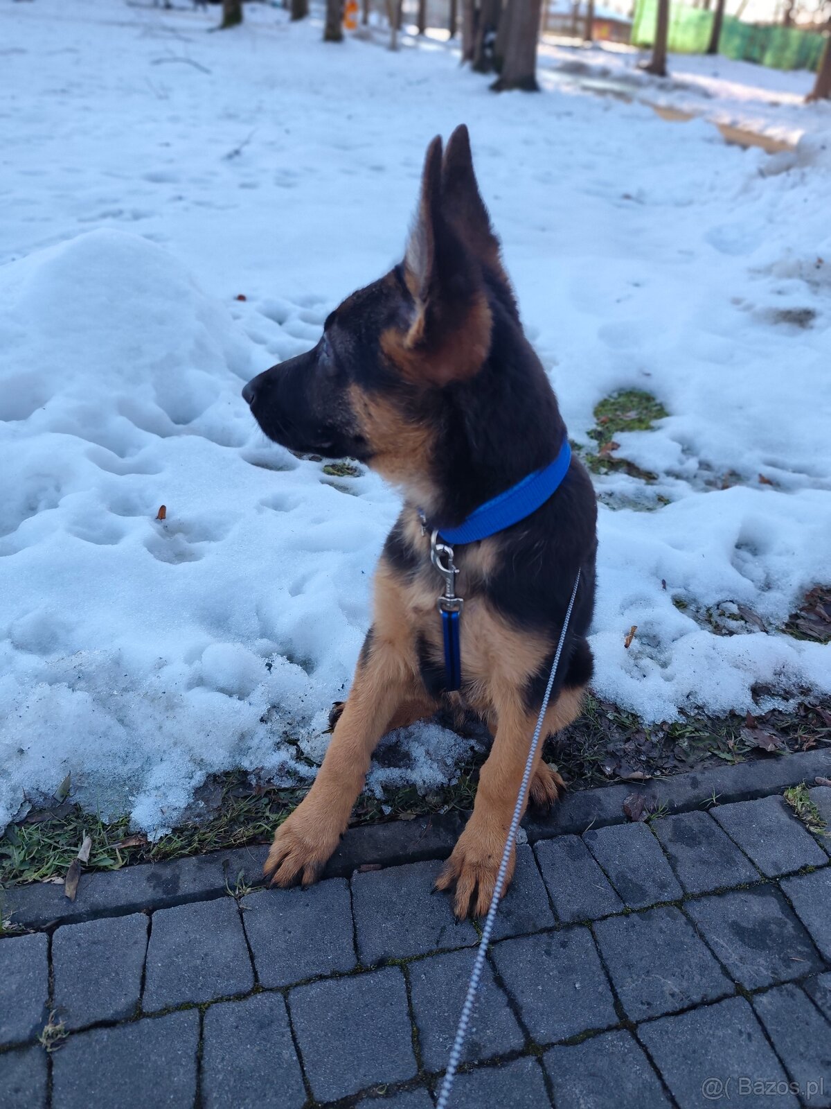 Owczarek Niemiecki krotkowlosy - 2