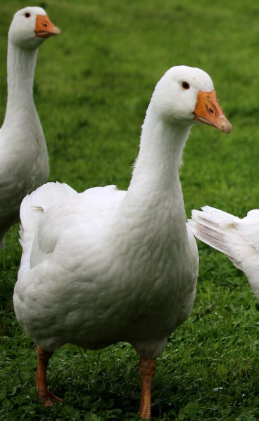 Sprzedam gęsi ekologiczne - 2