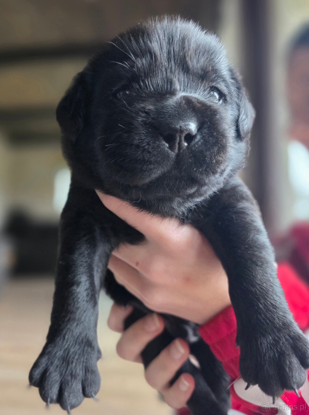 Labrador czarne ZKwP (FCI) szczenięta po Championie, suczki - 2