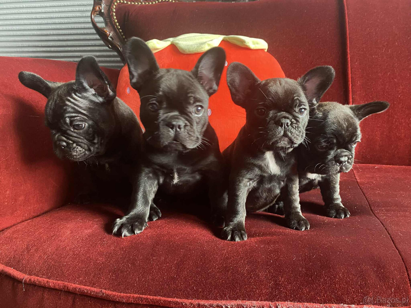 Buldog francuski - 2