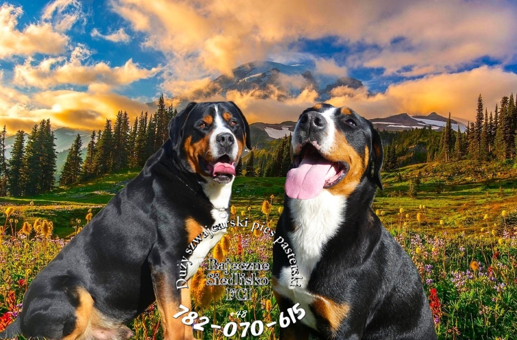 Duży Szwajcarski Pies Pasterski szczeniaki po championie FCI - 2