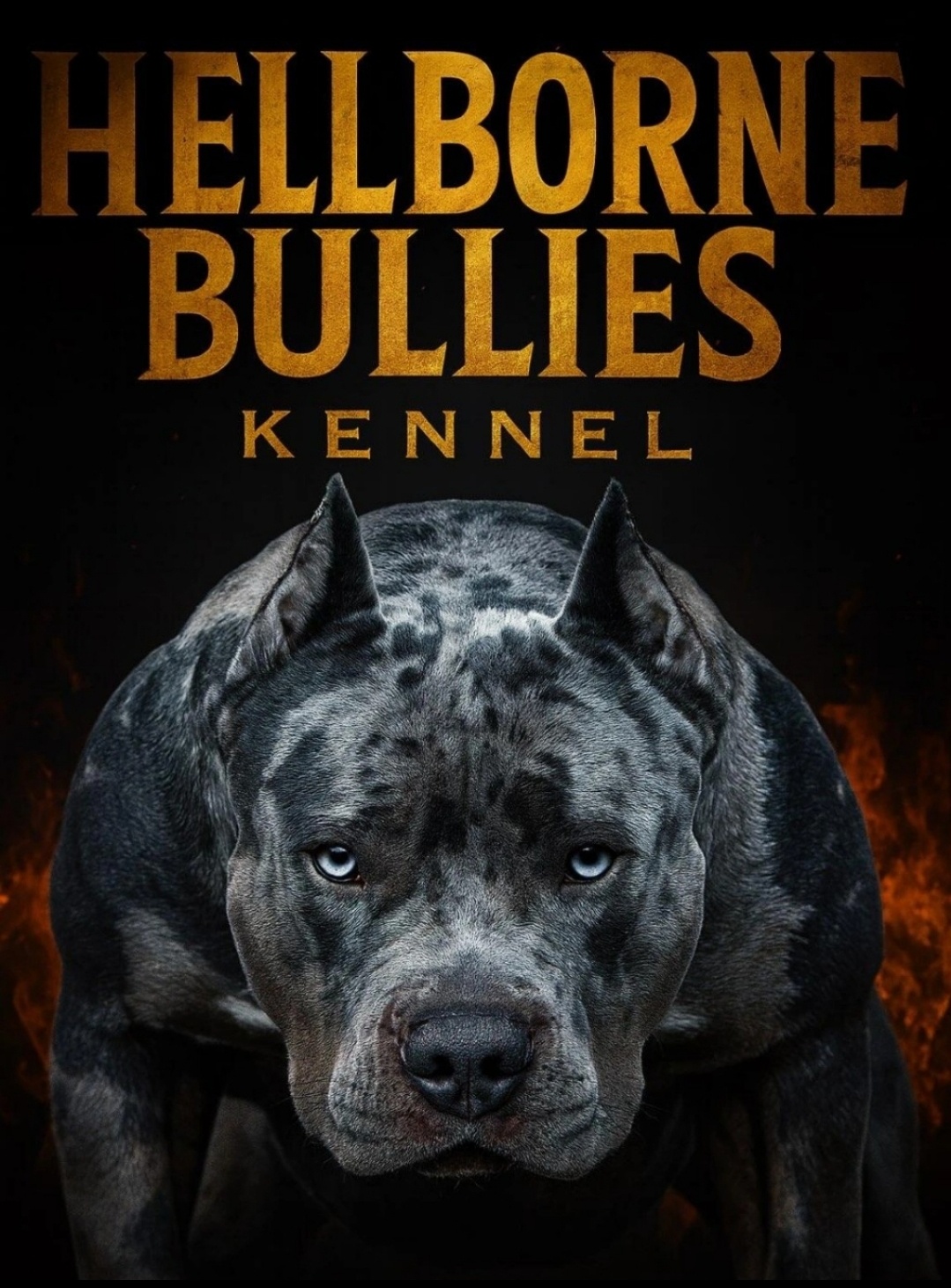 American bully XL s PP - 2
