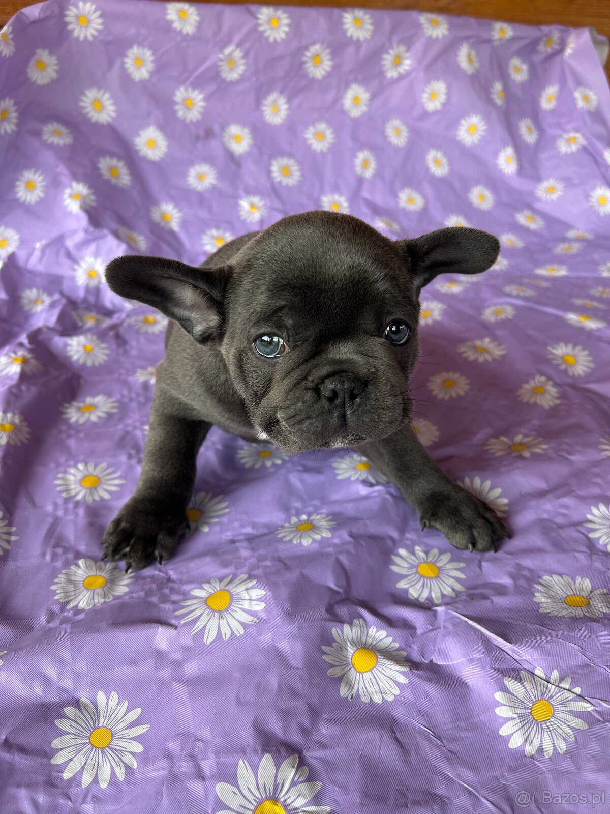 Buldog francuski blue - 2