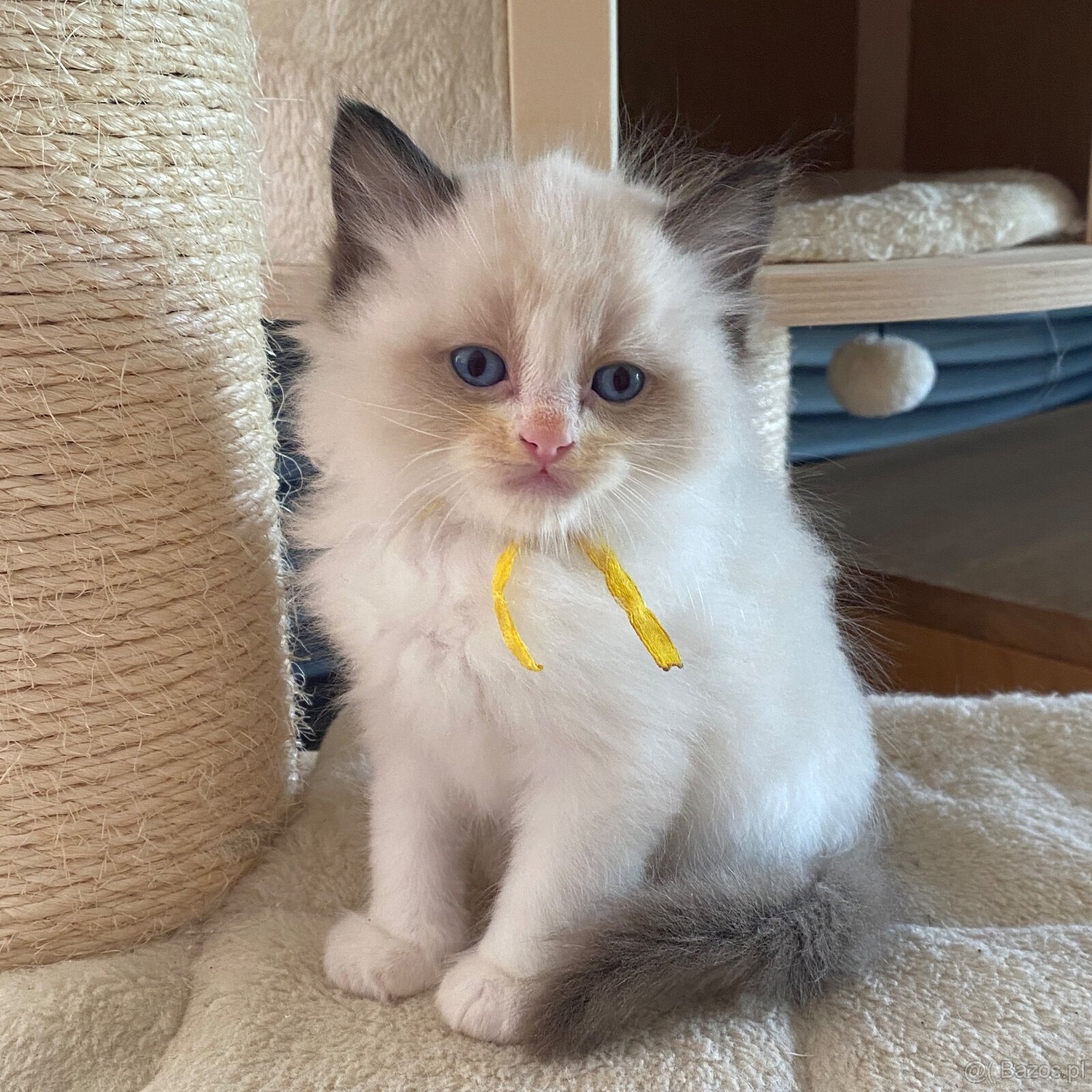 Kotki Ragdoll najspokojniejsza rasa kotów na świecie - 2