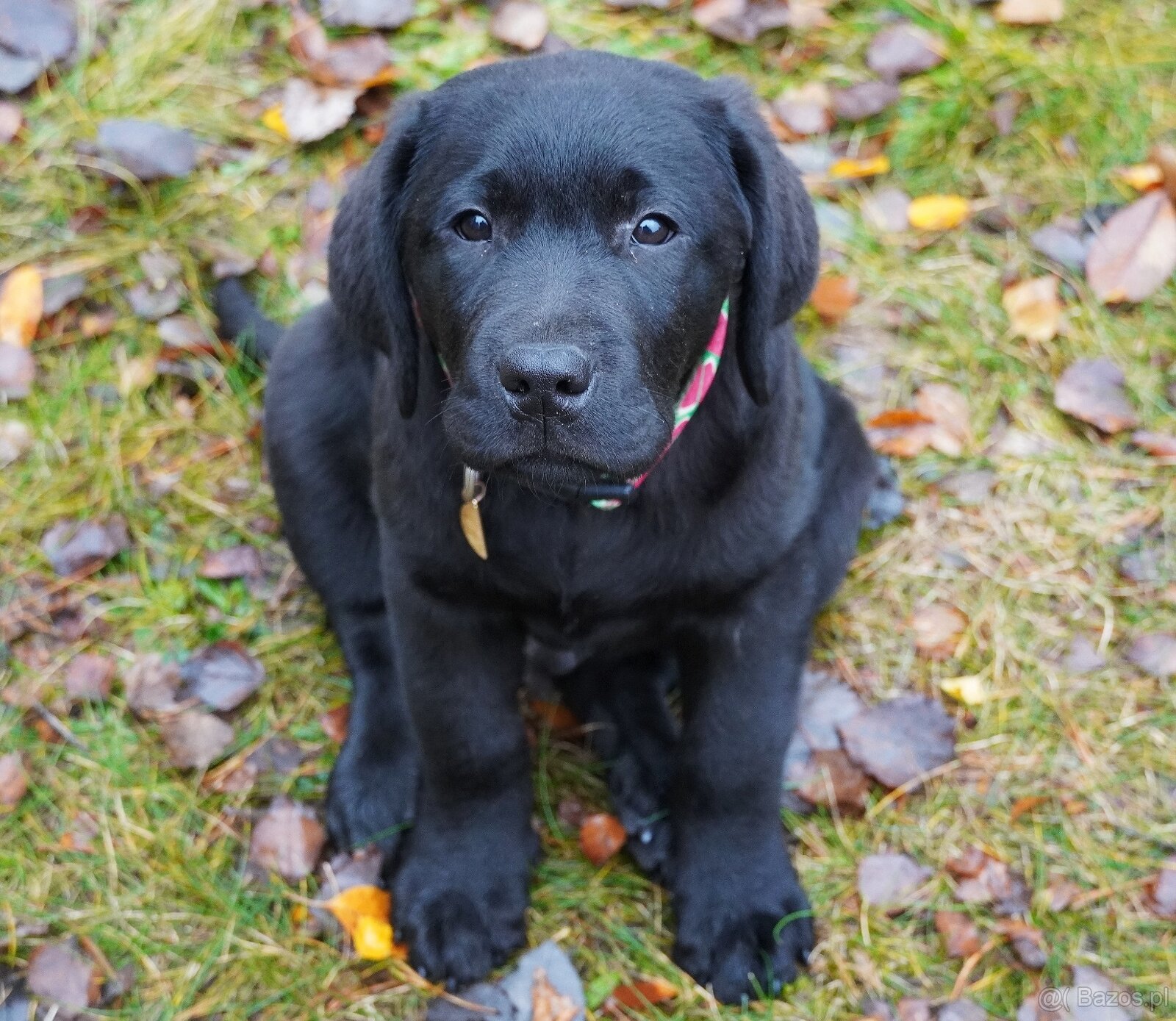 Labrador retriever, czarny piesek ZKwP/ FCI - 2