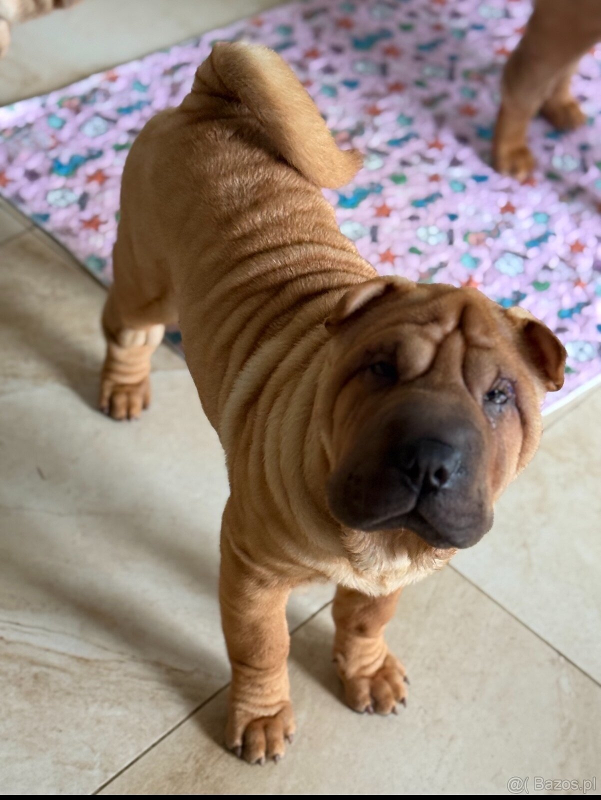 Szczenięta rasy shar pei z Hodowli Red Folds - 2