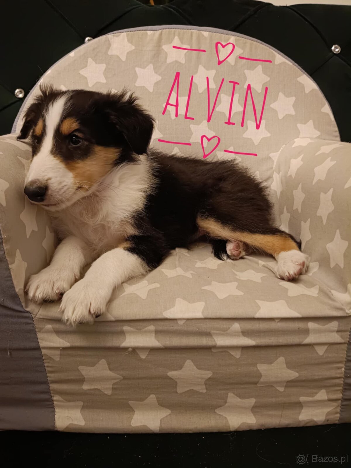 Owczarki szkockie - 2