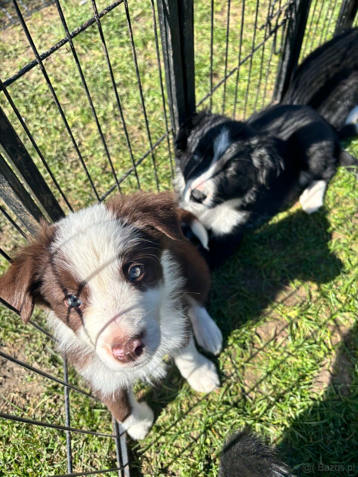 Brązowo biała Suczka - 2