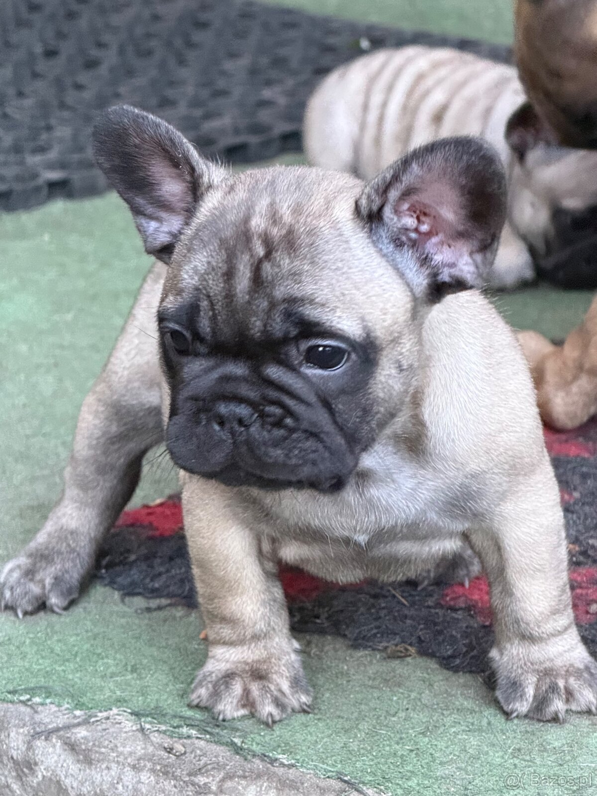Buldog Francuski - 2