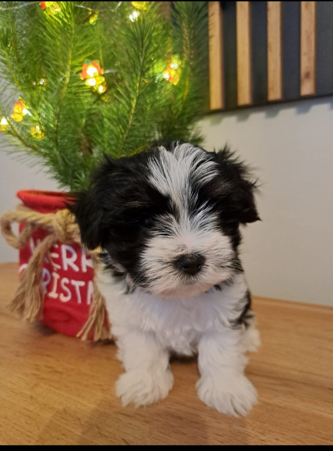 York Terier Biewer - 2