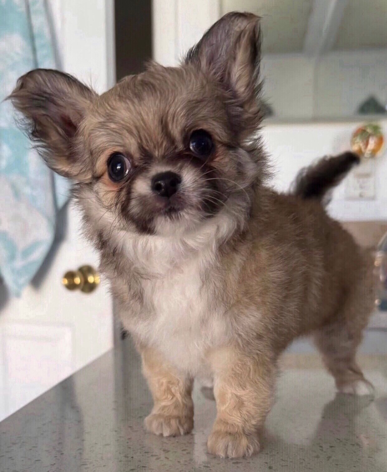 Szczenięta chihuahua długowłose do adopcji. - 2