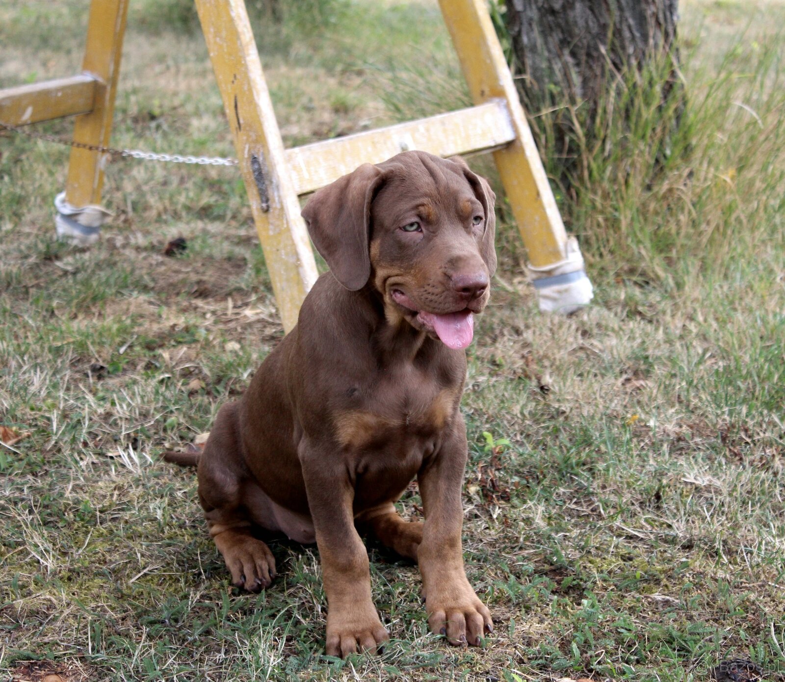 Loisiana Catahoula s pp Słowacja - 2
