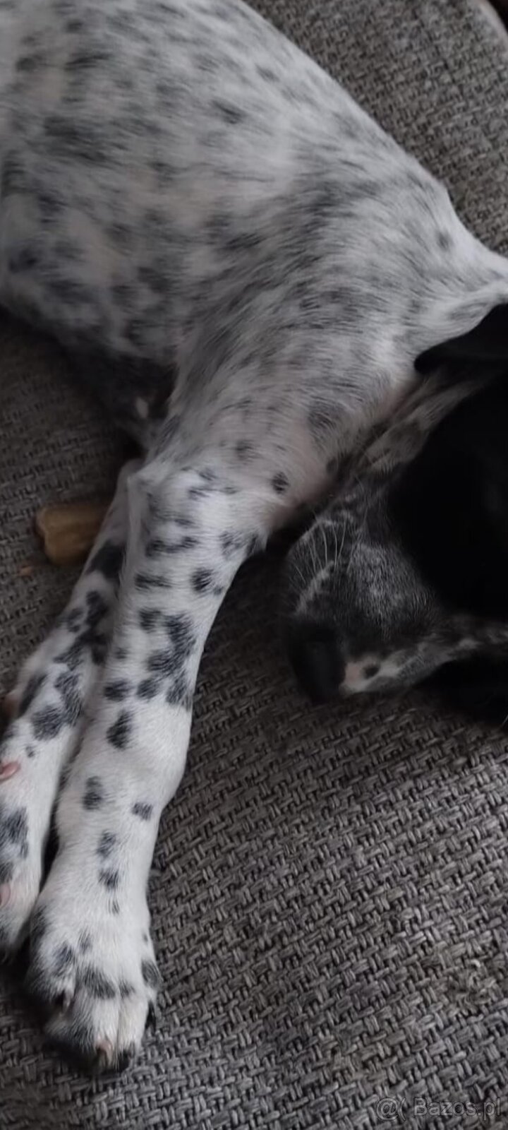 Oddam Psa za darmo - 2