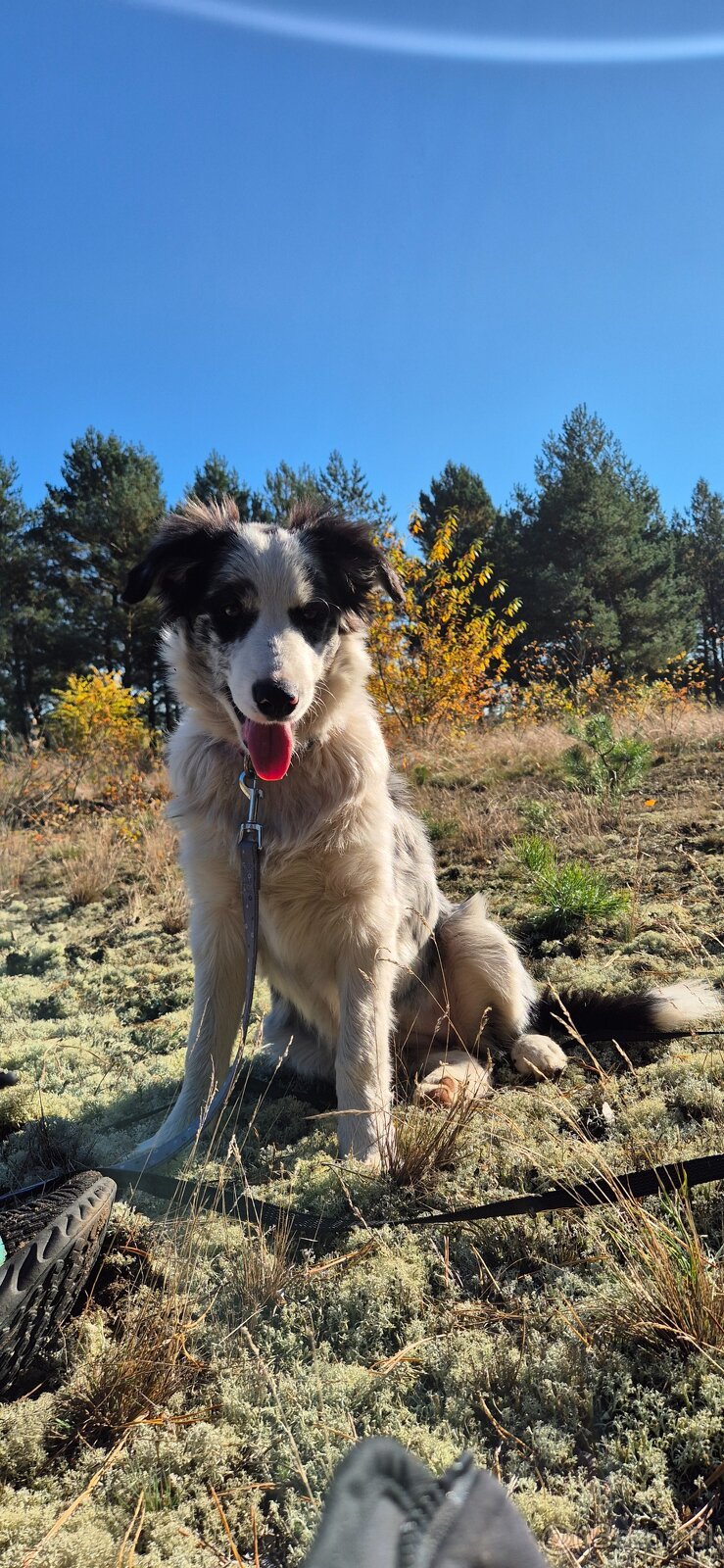 Border collie suczka - 2