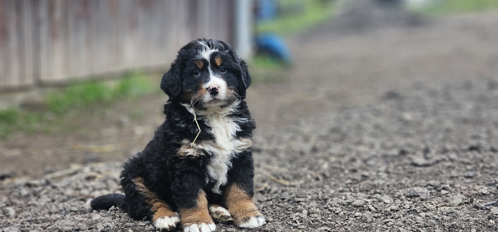 Bernenski Pies Pasterski - 2