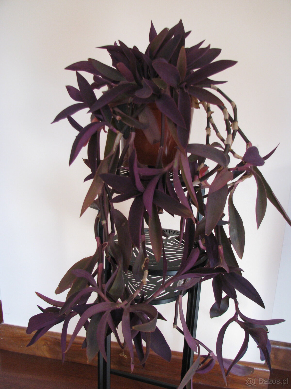 Trzykrotka purpurowa tradeskancja setkrezja fioletowa roślin - 2