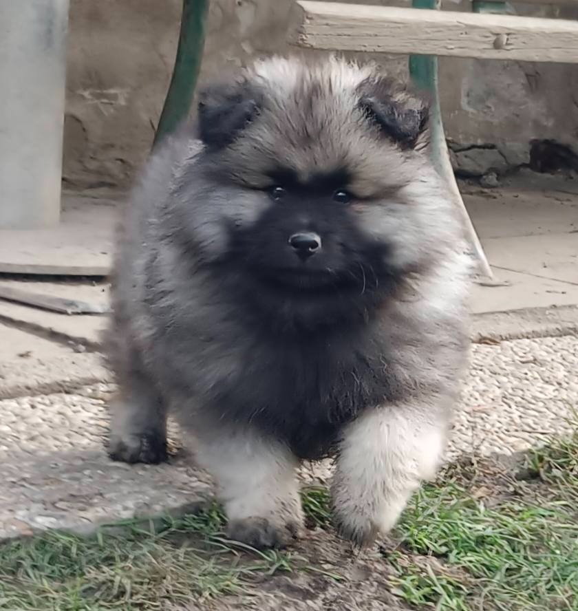 Wilczy szpic / Keeshond polecam rodowodowe szczenieta - 2
