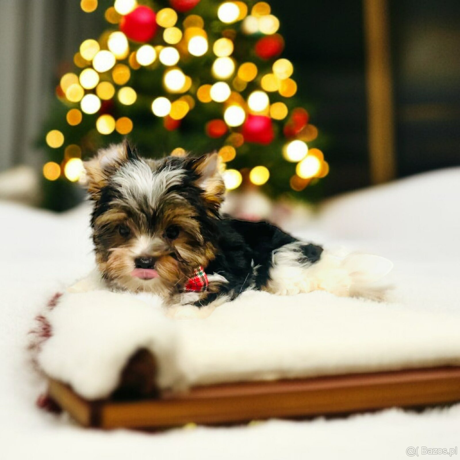 York Biewer - cudeńko - możliwy legalny wyjazd z Kraju. - 2