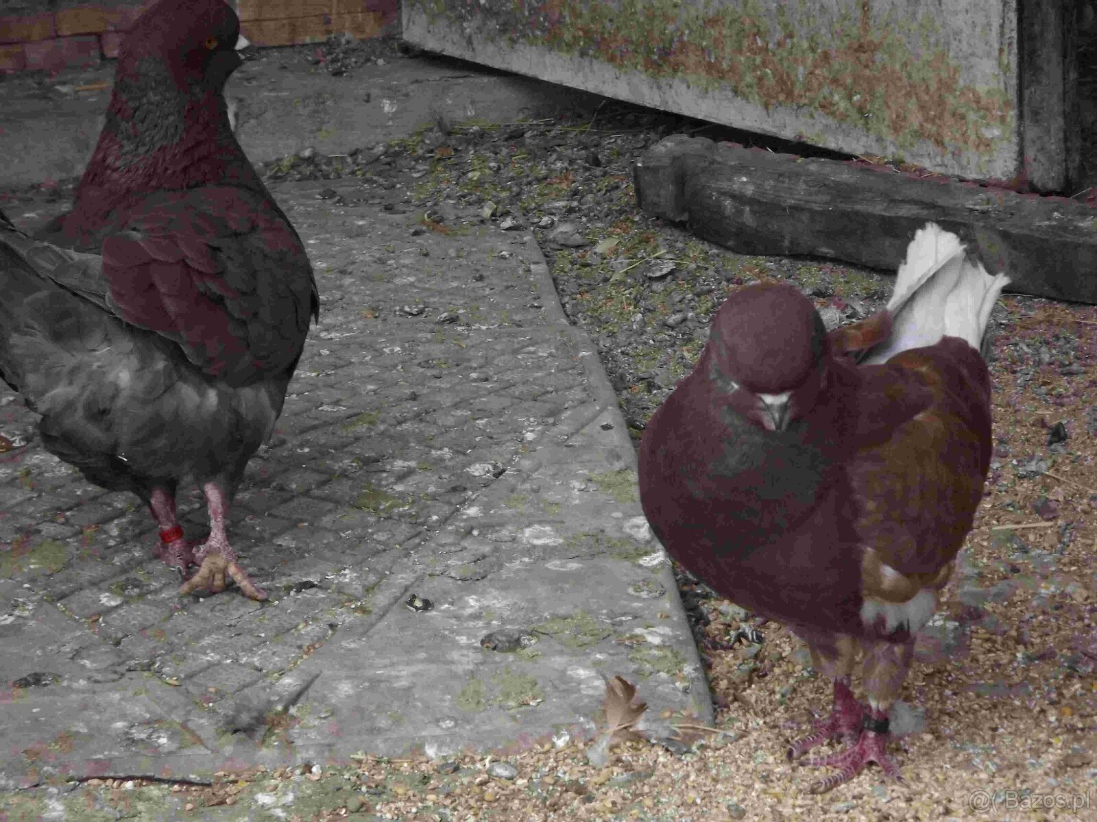 sprzedam gołębie - 2