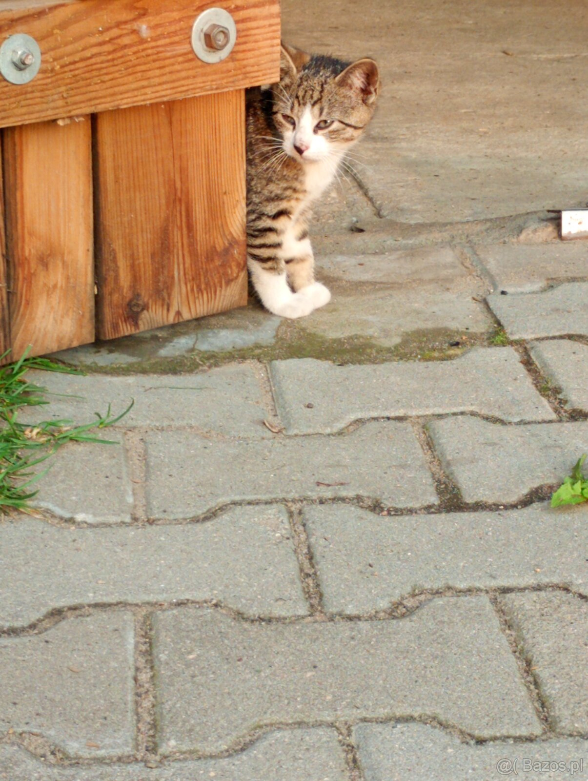 Oddam kotki w dobre ręce - 2