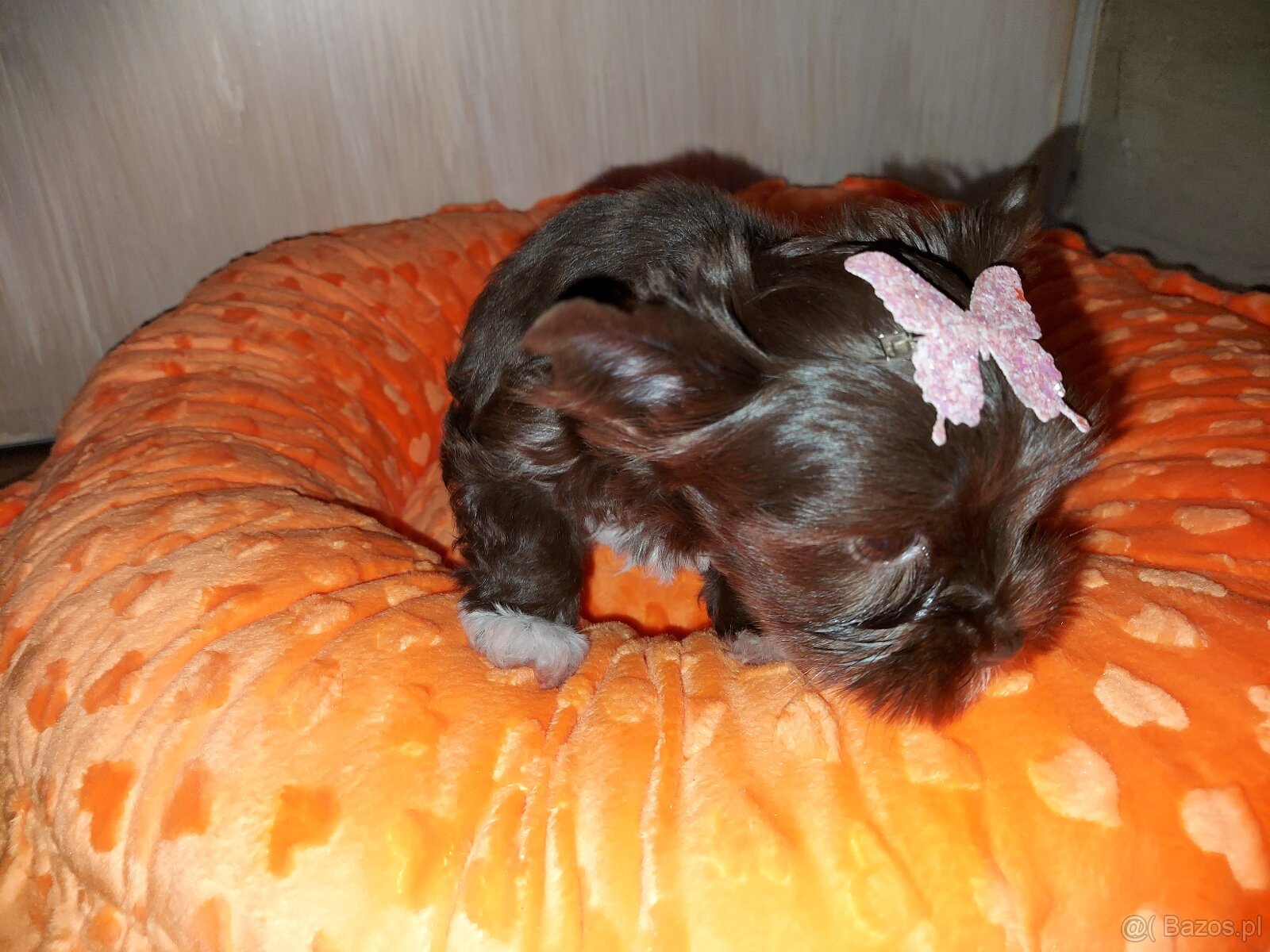 York Yorkshire Terrier Chocolate Suczka - 2