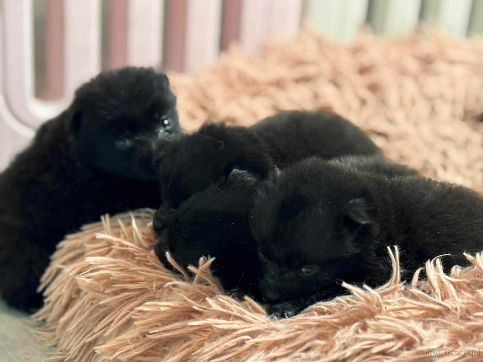 Schipperke - szczenięta mini owczarek belgijski - 2
