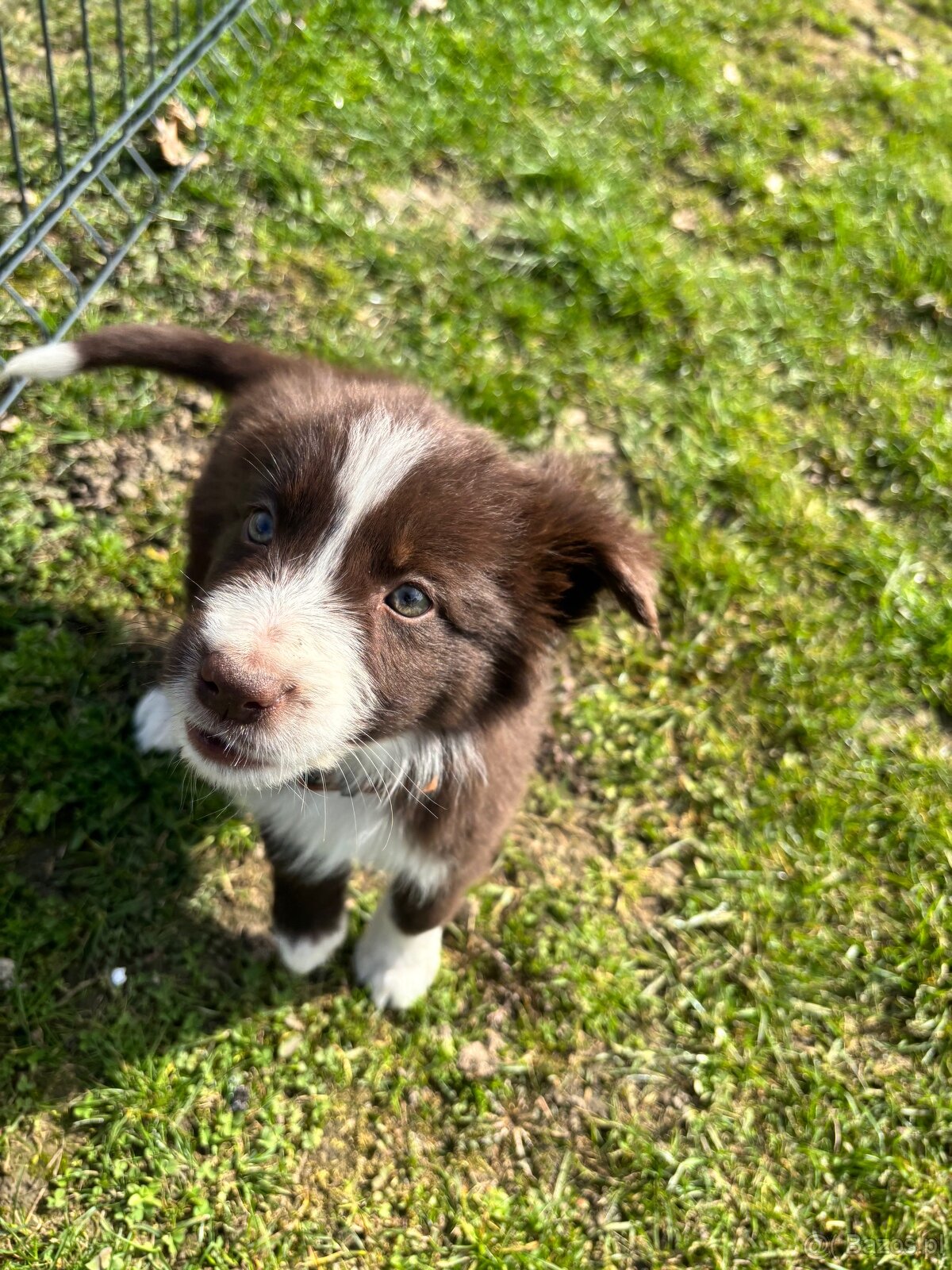 Suczka brązowo biała border collie - 2